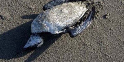 Hollanda'da 20 bin kuş ölü bulundu