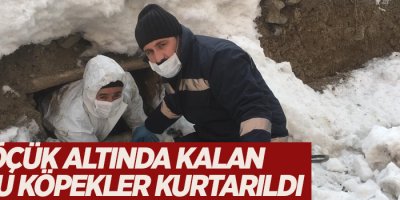 Göçük altında kalan yavru köpekler kurtarıldı