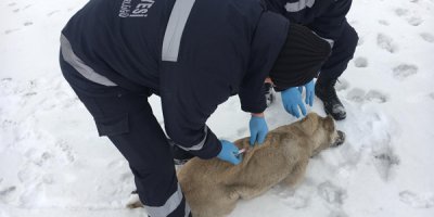 Hakkari’de sokak hayvanlarına kuduz aşısı