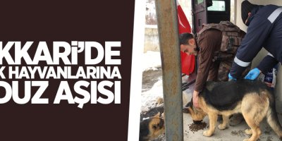 Hakkari’de sokak hayvanlarına kuduz aşısı