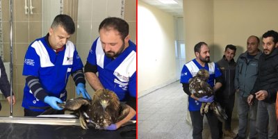 Yaralı kartalın imdadına karla mücadele ekibi yetişti