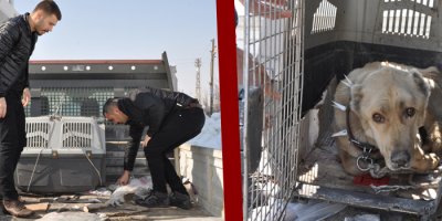 Hasta Köpek Van'a Sevk edildi