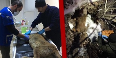 Aracın çarptığı köpek tedavi altına alındı