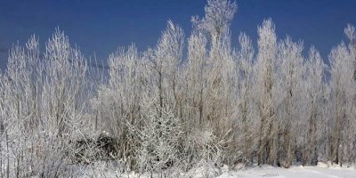 Yüksekova'da ağaçlar buz tuttu