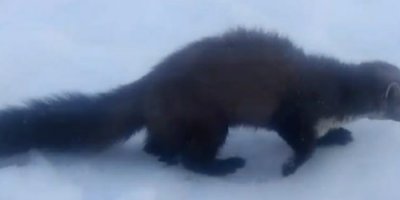 Sansar yolunu şaşırdı