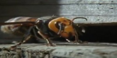 Kafein arıların hafızasını güçlendiriyor