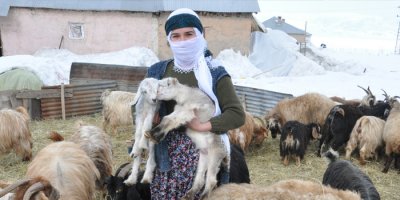 Üreticilerin kuzu telaşı