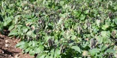 Patates üreticilerini don vurdu