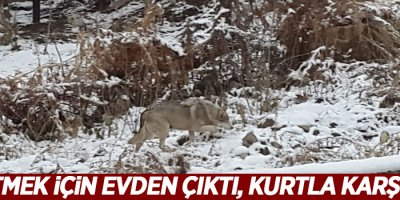 İşe gitmek için evden çıktı, kurtla karşılaştı