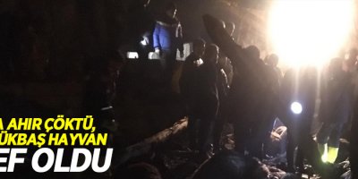 Muş’ta ahır çöktü, 130 küçükbaş hayvan telef oldu