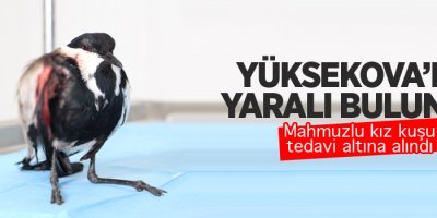 Yüksekova: Yaralı Mahmuzlu kız kuşu tedavi altına alındı