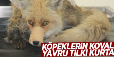 Köpeklerin kovaladığı yavru tilki kurtarıldı