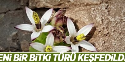 Yeni bir bitki türü keşfedildi