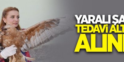 Tunceli'de yaralı şahin tedavi altına alındı
