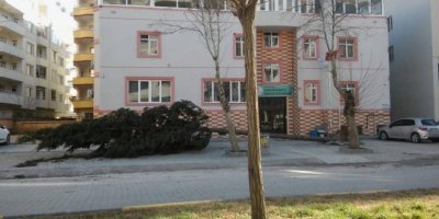 Fırtınanın devirdiği ağaç otomobilin üzerine düştü