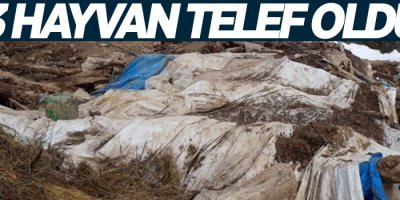 Çatak’ta ahır çöktü: 43 hayvan telef oldu
