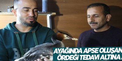 Ayağında apse oluşan yaban ördeği tedavi altına alındı
