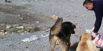 Sokak hayvanları sağlık taramasından geçirildi