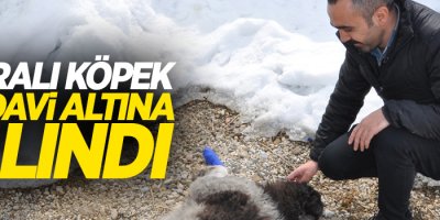 Yaralı köpek tedavi altına alındı