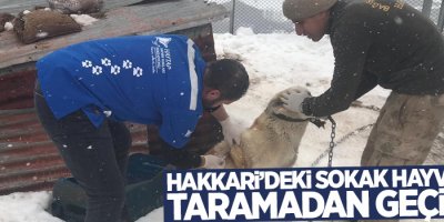 Hakkari’deki sokak hayvanları taramadan geçirildi