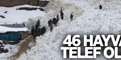 Ahırların üzerine çığ düştü: 46 hayvan telef oldu
