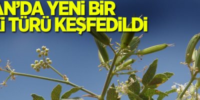 Hizan’da yeni bir bitki türü keşfedildi