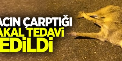 Aracın çarptığı çakal tedavi edildi