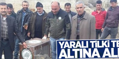 Yaralı Tilki tedavi altına alındı