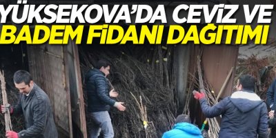 Yüksekova’da ceviz ve badem fidanı dağıtımı