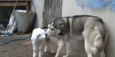 Sibirya kurdu ile yavru keçinin dostluğu