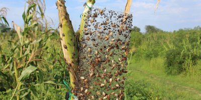 Dünyanın başı istilacı böceklerle dertte