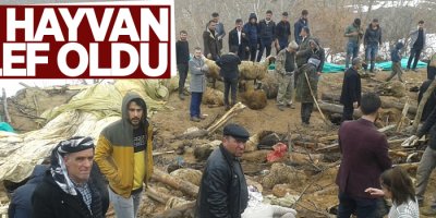 374 küçükbaş hayvan telef oldu