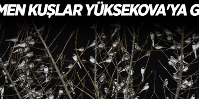 Göçmen kuşlar Yüksekova'ya geldi