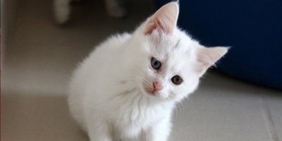 Van kedilerinin kalitesi her yıl artıyor