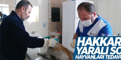 Hakkari'de yaralı sokak hayvanları tedavi ediliyor