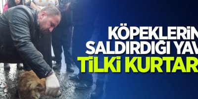 Köpeklerin saldırdığı yavru tilki kurtarıldı