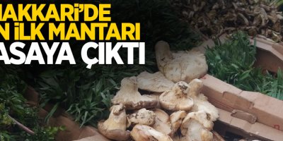 Hakkari’de yılın ilk mantarı piyasaya çıktı