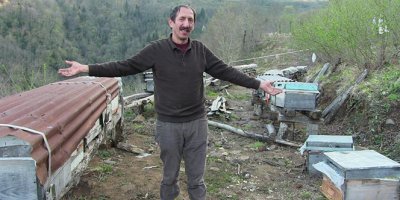 Ayı saldırıları köylüleri canından bezdirdi