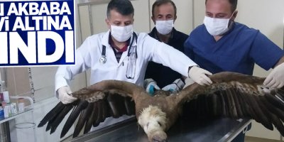 Yaralı akbaba tedavi altına alındı