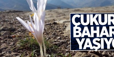 Çukurca baharını yaşıyor