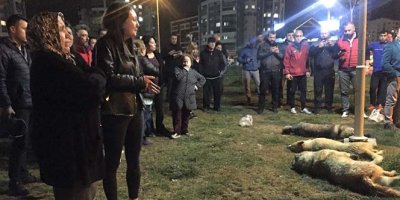 Ankara'da köpek katliamı ile ilgili 1 gözaltı