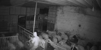 Koyun çalmaya çalışırken suçüstü yakalanan şahıs tutuklandı