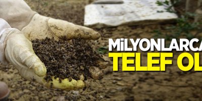 Milyonlarca arı telef oldu!