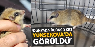 'Dünyada üçüncü kez Yüksekova'da görüldü'