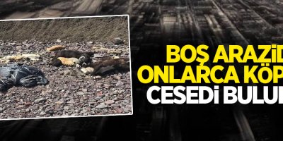 Boş arazide onlarca köpeğin cesedi bulundu