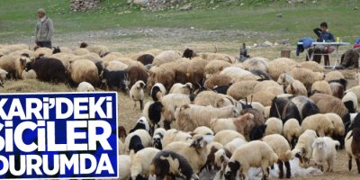 Hakkari’deki besiciler zor durumda