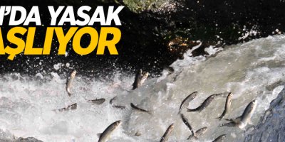 İnci kefali av yasağı yarın başlıyor