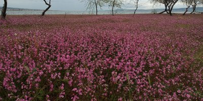 Kum Adası pembeye büründü