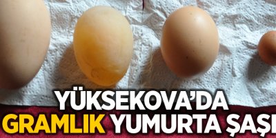 Yüksekova'da 2,85 gramlık yumurta şaşırttı