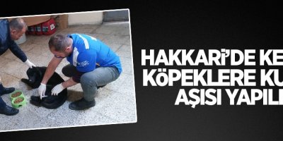 Hakkari’de kedi ve köpeklere kuduz aşısı yapıldı